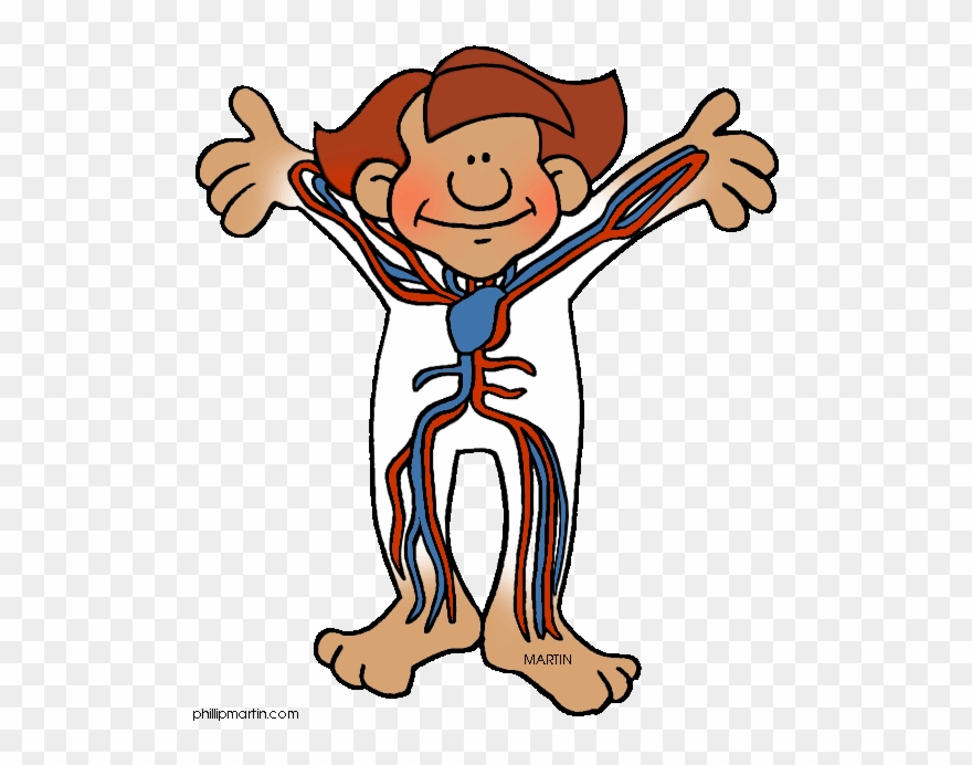Free Human Body Clip Art By Phillip Martin, Circulatory - Human Body Clipart - Png Download