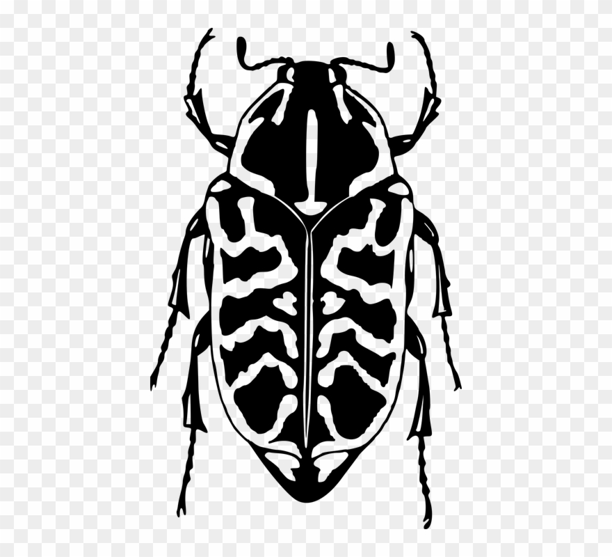 Ladybird Outline 19, Buy Clip Art - Escarabajo Blanco Y Negro Png Transparent Png