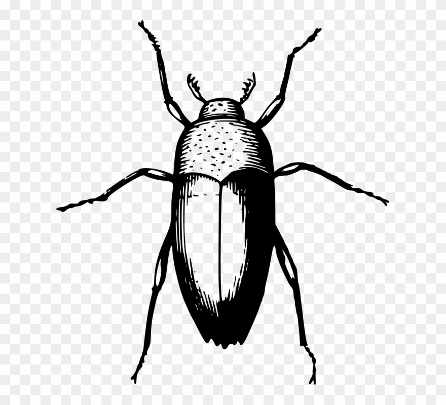 Ladybird Outline 24, Buy Clip Art - Beetle (color: Black, Fit Type: Men, Size: 2xl) - Png Download