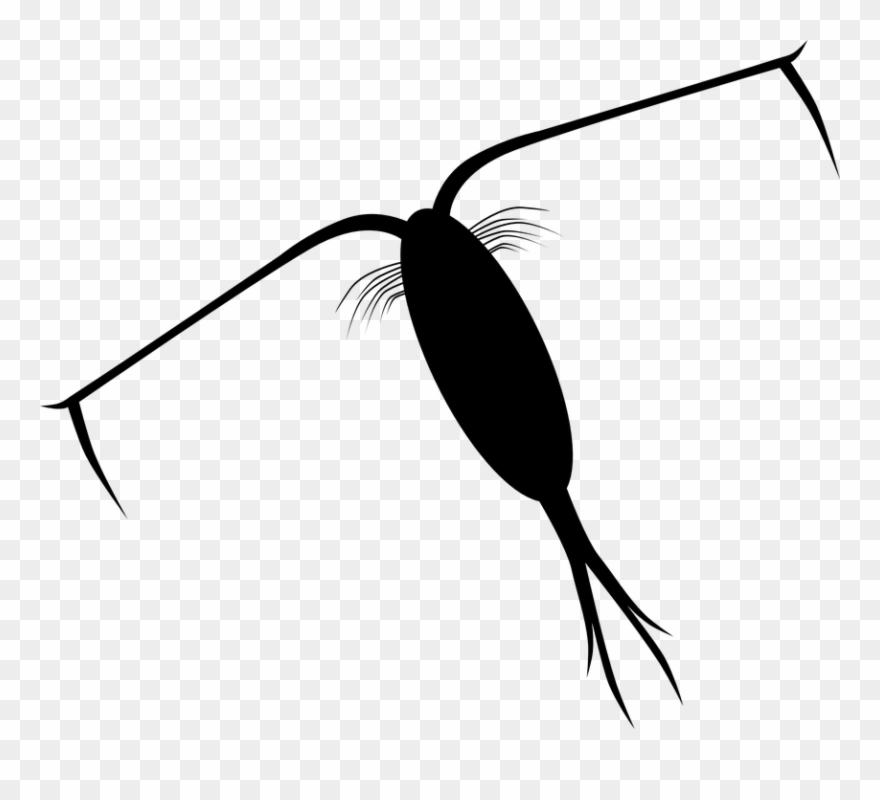 Ocean Plankton Cliparts 10, Buy Clip Art - Plankton Clipart - Png Download