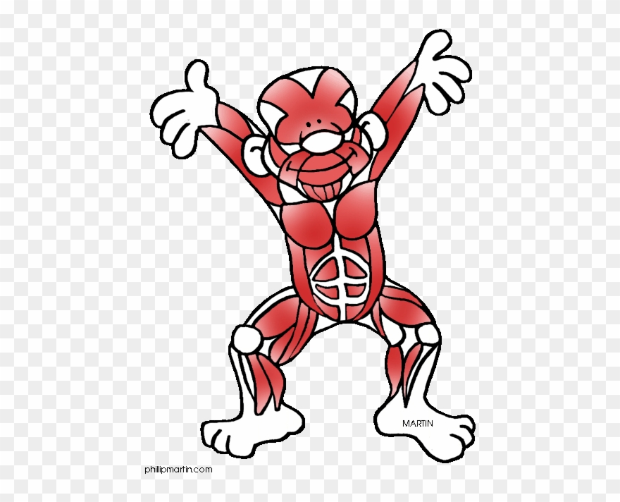 Clipart Transparent Stock Body Systems Clipart - Muscular System Cartoon Drawing - Png Download