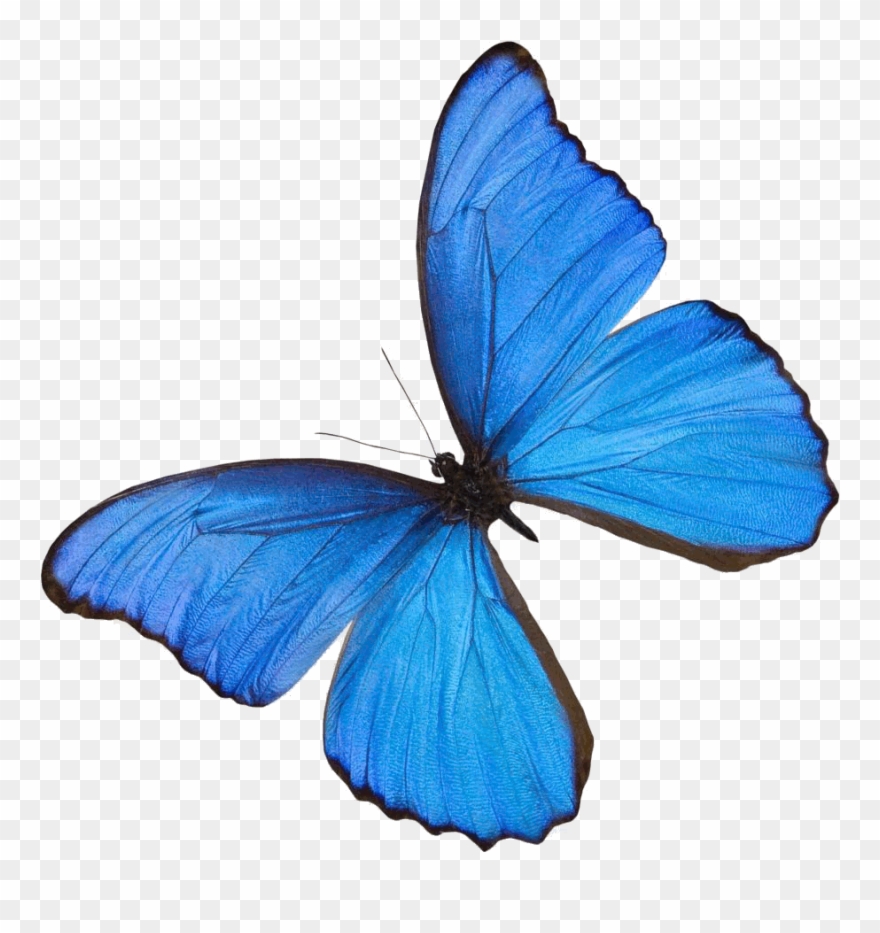 Thing That Color Blue Clipart