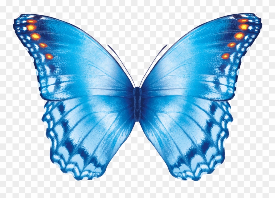 Butterfly Flying Gif - Butterfly Effect Transparent Background Clipart