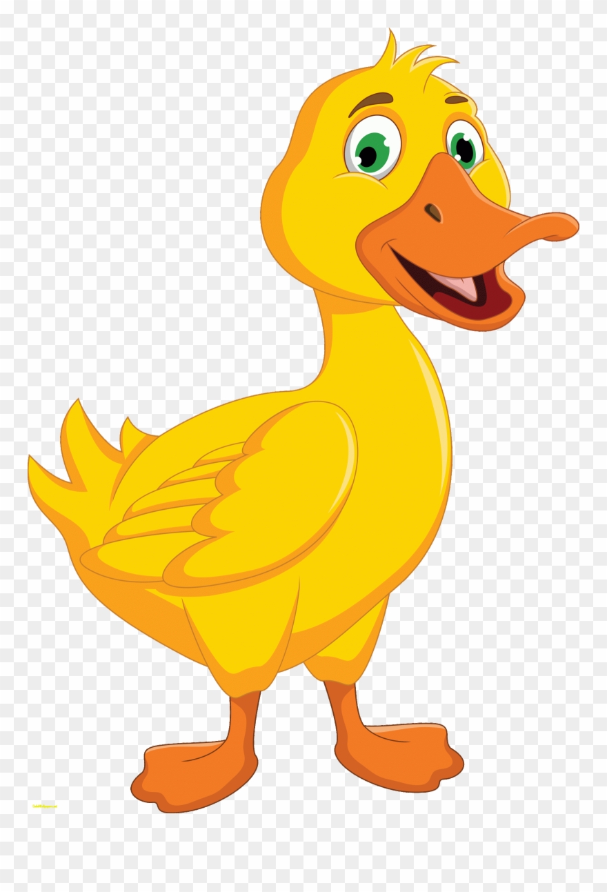 Duck Paradise Duckp Takitakip Tangitangi New Zealand - Cartoon Duck Clipart