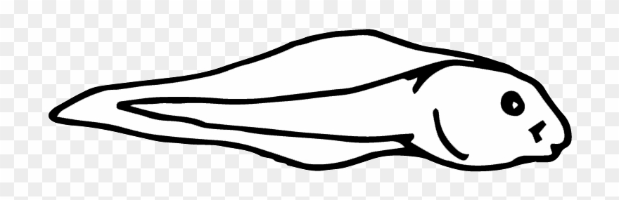 Tadpole Clipart - Tadpole Drawing - Png Download