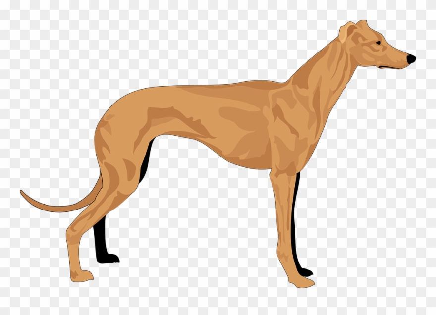 Collection Of Hound Dog Clipart - Hound Clipart - Png Download