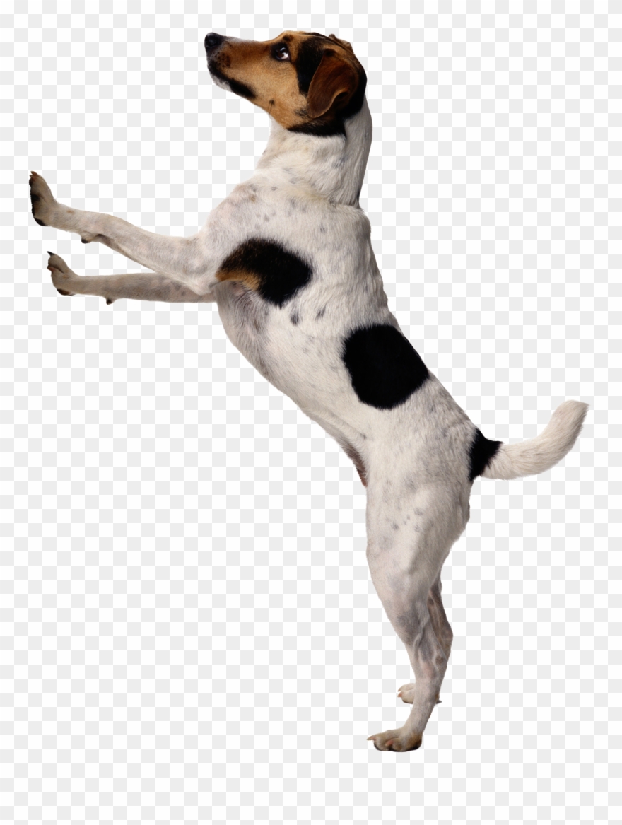 Dog Png Image, Dogs, Puppy Pictures Free Download Clipart - Maik Le Dog Doorbells For Potty Training, 2 Pack Housebreaking Transparent Png