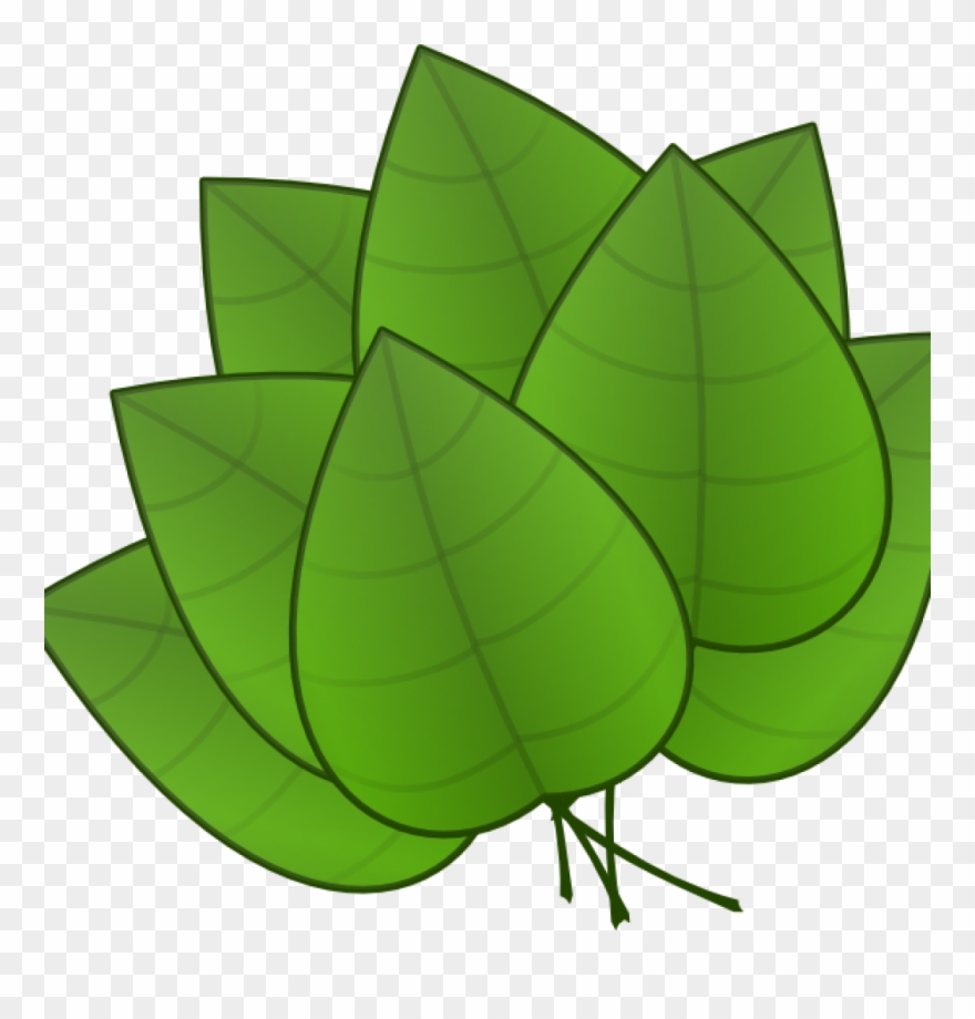 Jungle Leaves Clipart Jungle Leaves Clipart Free Jungle - Parts Of Plants Leaves - Png Download