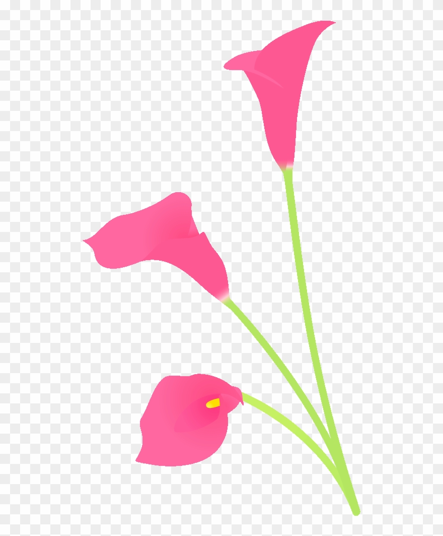 Pin Poinsettia Flower Delivery Brisbane Flowers Cake - Giant White Arum Lily Clipart