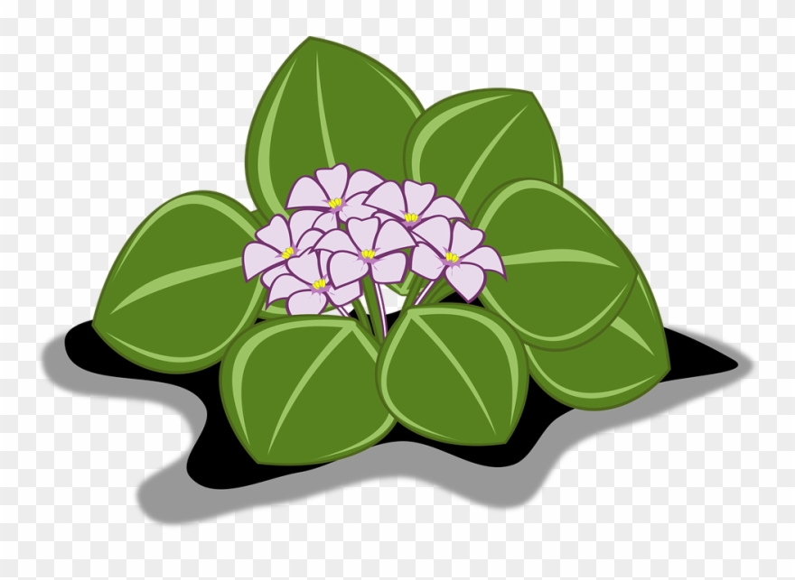 Pincushion Cliparts 11, Buy Clip Art - African Violets - Png Download