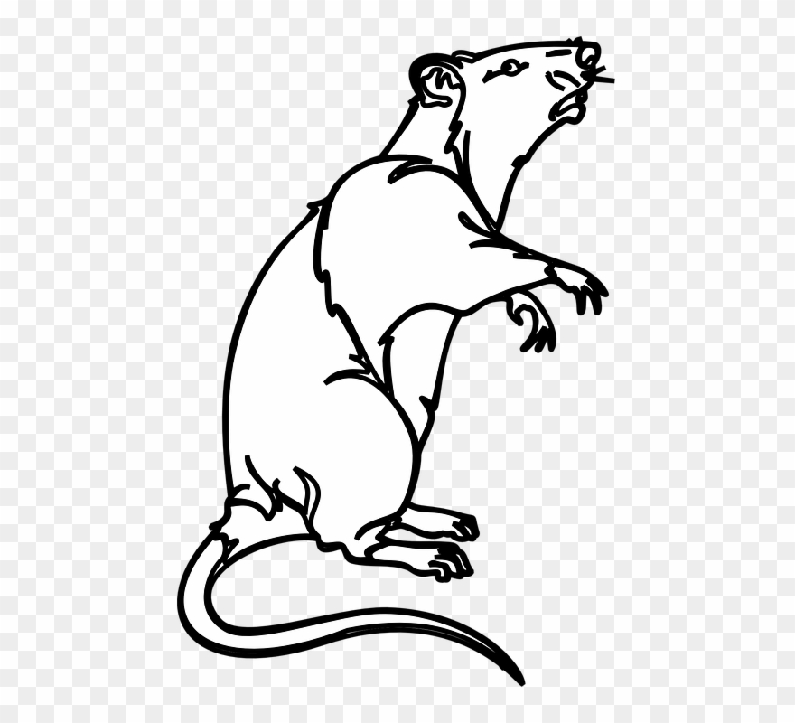 Collection Of White Mouse Cliparts - Rat Clip Art Black White - Png Download