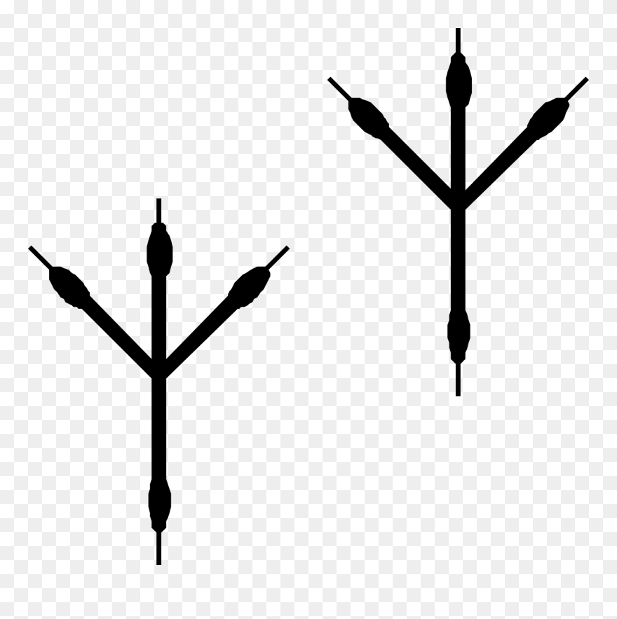 Free Pictures Footprints Images Found Bird Claws - Bird Footprints Clipart