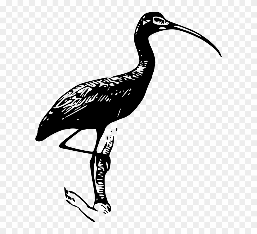 Stork Vector 20, Buy Clip Art - Ibis Black And White Clipart - Png Download