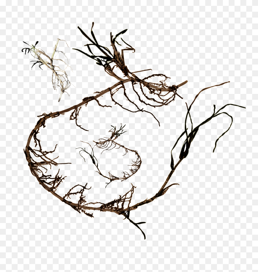 Grass Roots Png Clip Art Black And White - Stock Photography Transparent Png