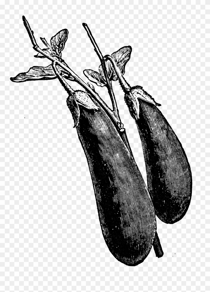 0456 Long Eggplant Free Vintage Clip Art - Eggplant - Png Download