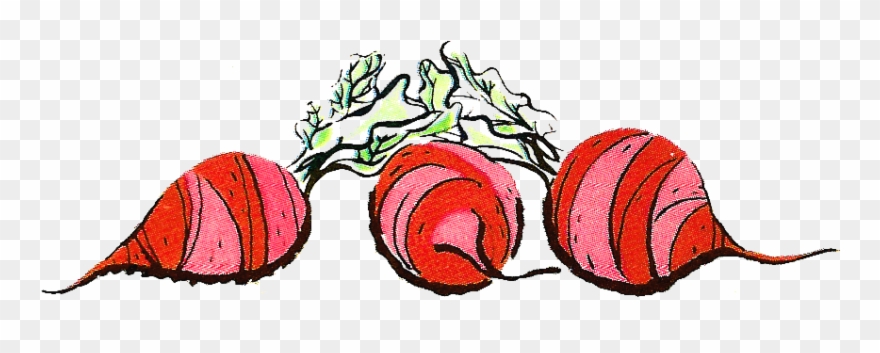 Antique Images - Beets - Drawing Clipart