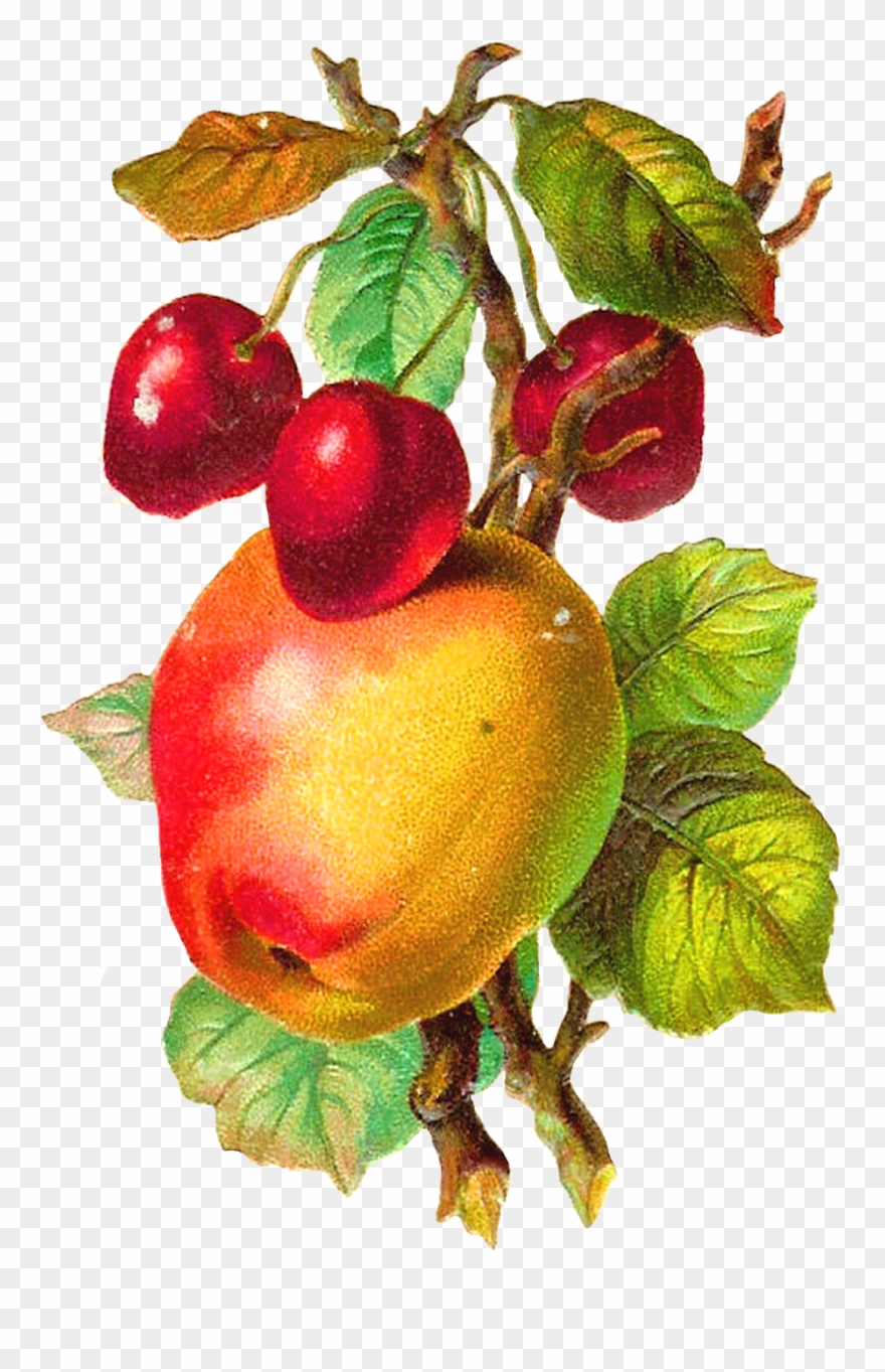Free Fruit Clip Art - Apple Fruit Vintage Png Transparent Png
