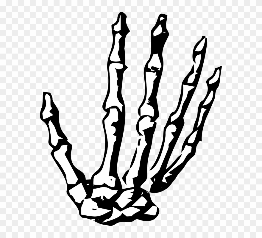 Hand, Skeleton, Skeleton Hand, Halloween, Human, Bone - Skeleton Hand No Background Clipart