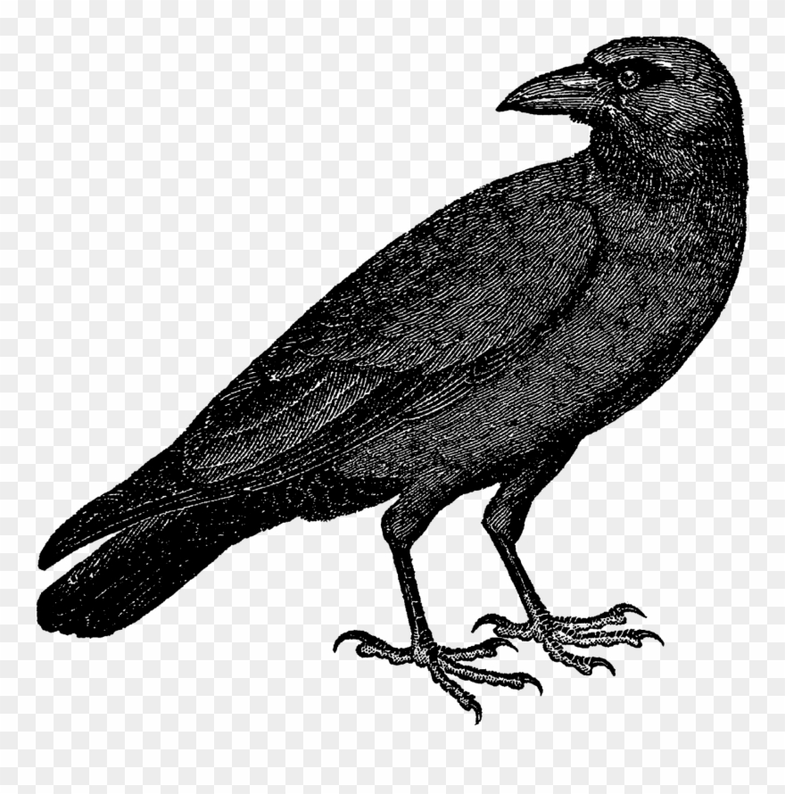 For Any Halloween Decorations - Vintage Raven Illustration Clipart
