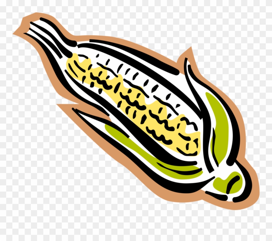 Vector Illustration Of Corn On The Cob Grain Plant - Illustration Clipart