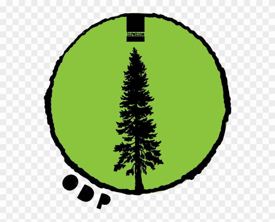 The Groundwork Is Being Laid For A New Mentoring Program - Douglas Fir Silhouette Clipart