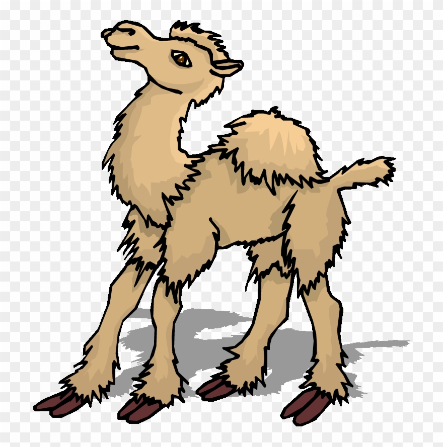 Shaggy Camel - Animal Llamas Gif Animados Clipart