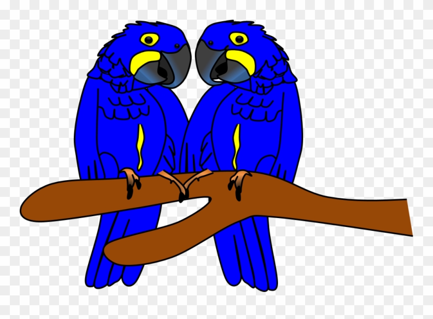 Arara Azul Imagens Animais By Amigo Nicola - Hyacinth Macaw Clipart