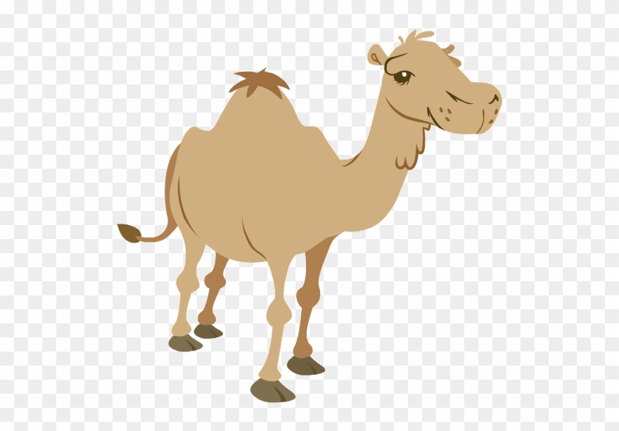 Camel - Chew Animation - Animated Gif Moving Camels Walking Clipart