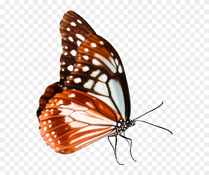 Cartoon Monarch Butterfly 22, Buy Clip Art - Schmetterlings-sammlungs-collage Getränkeuntersetzer - Png Download