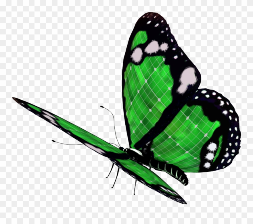 Yükle Png Kelebek Resimleri, Бабочка Png, Метелик Png - Lepidoptera Clipart