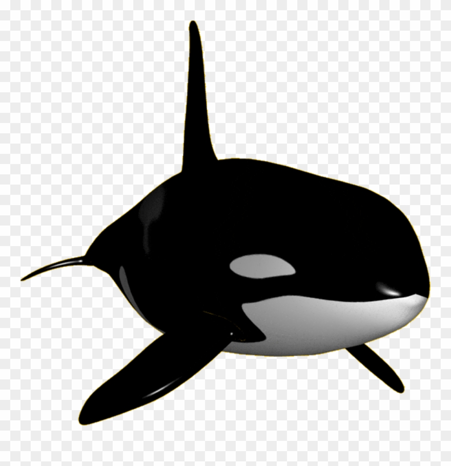 Orca Clipart Transparent - Killer Whale - Png Download