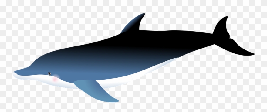 Orca Mascot Cliparts 21, Buy Clip Art - Portable Network Graphics - Png Download