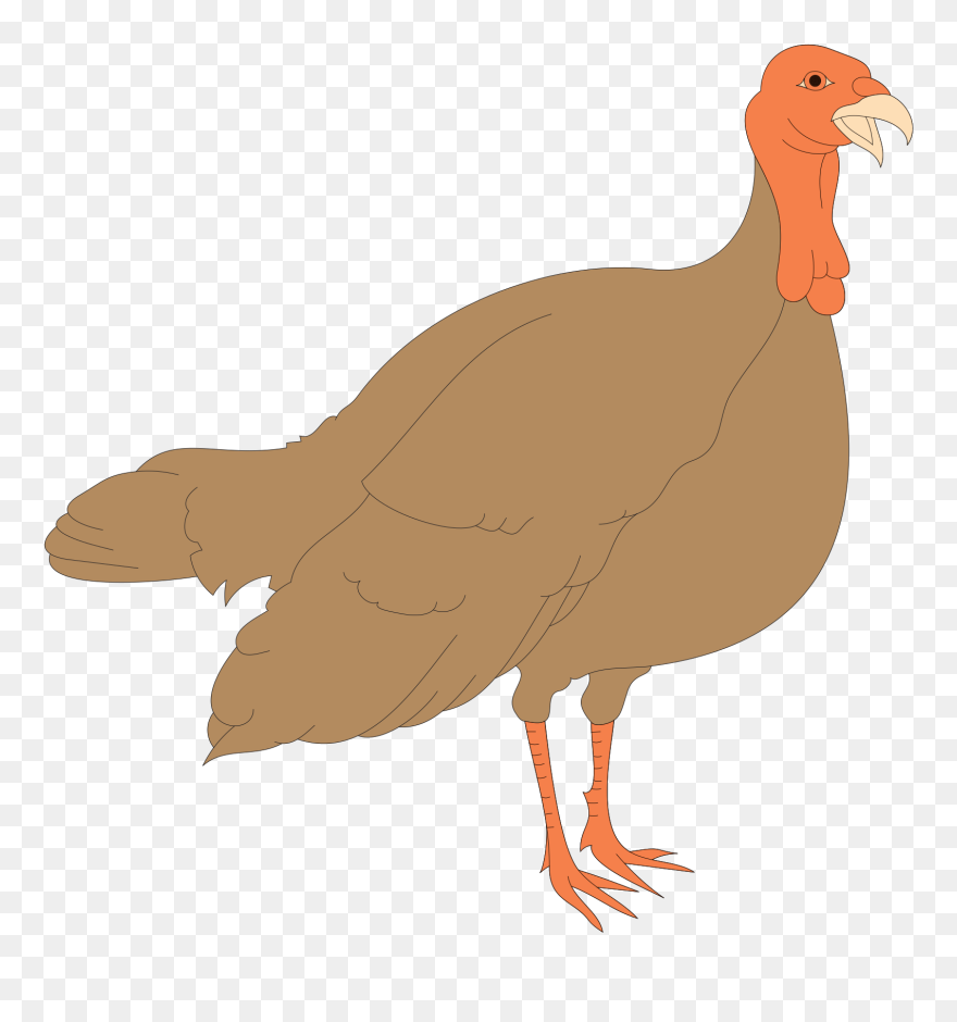 Albans City School Daily Announcements - Turkey Bird Hd Clipart - Png Download