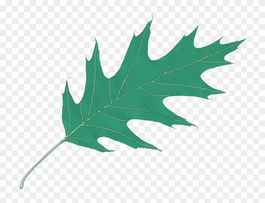 Oak Leaf Icon Clipart Leaf Computer Icons Clip Art - Oak Leaf Transparent Background - Png Download