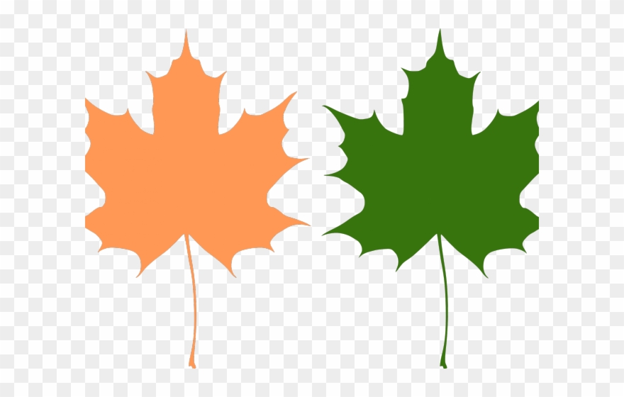 Maple Leaf Clipart Big Leaf - Maple Leaves Vector Png Transparent Png
