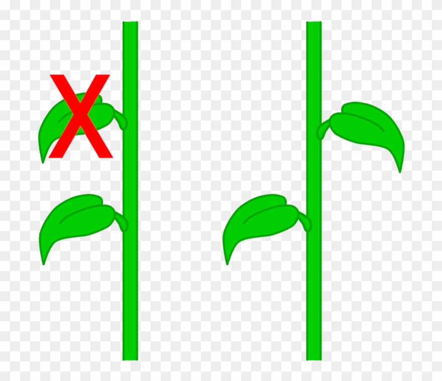 Leaf Arrangements - Gold Clipart