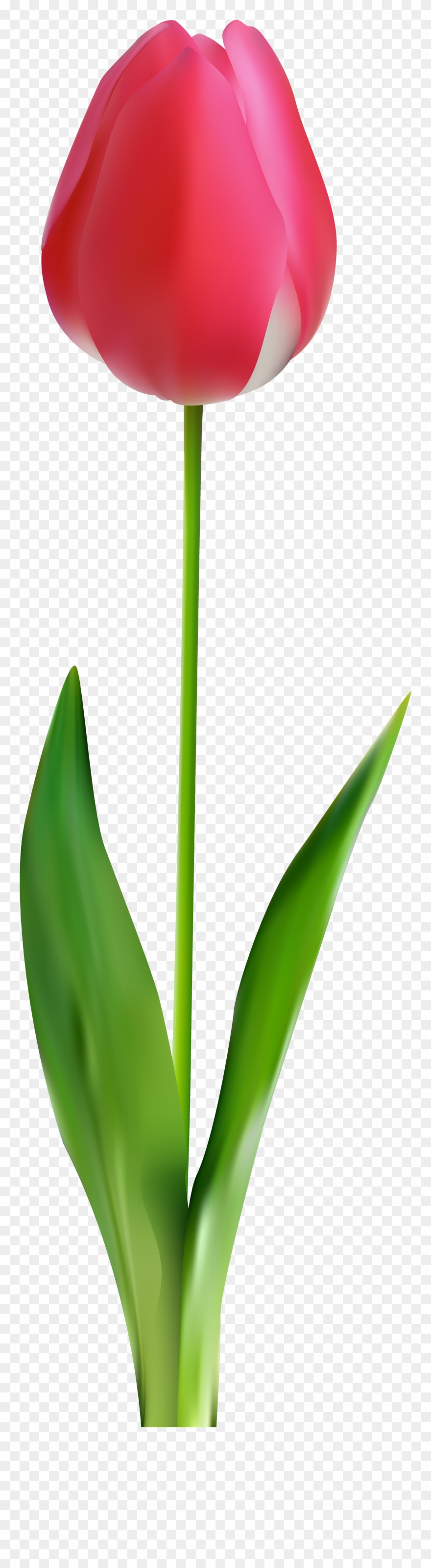 Tulip Png Clip Art - Botao De Rosa Png Transparent Png