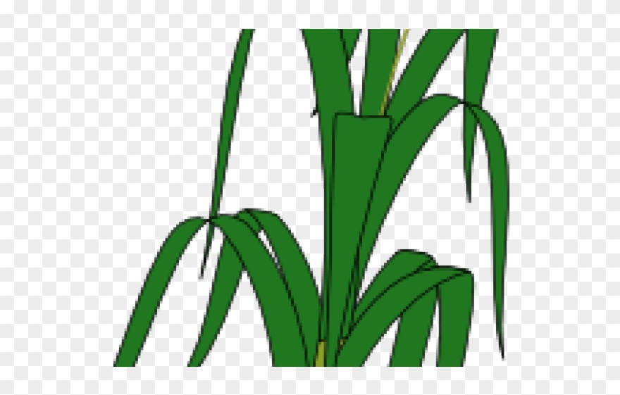 Wheat Clipart Padi - Drawing Of Wheat Plant - Png Download