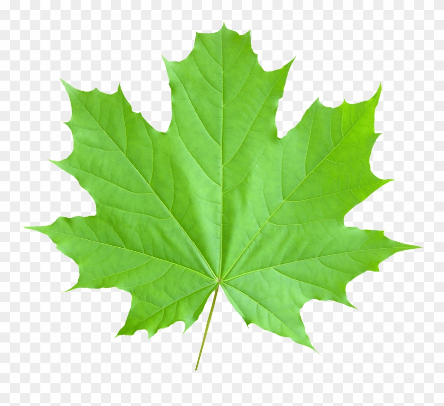 Image Purepng Free Transparent - Green Autumn Leaf Png Clipart