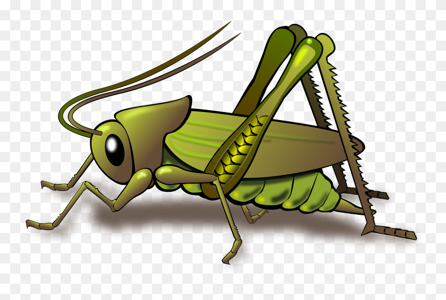 Cartoon Cricket Chirping Clipart - Cricket Insect Png Transparent Png