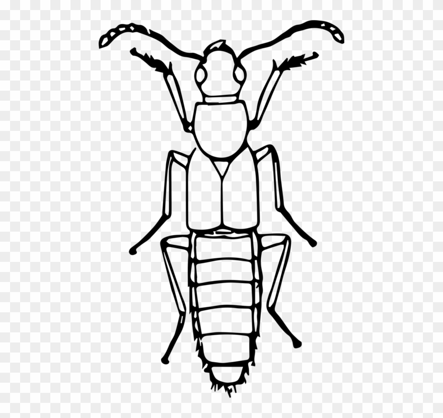 Ladybird Beetle Drawing Line Art True Bugs - Bugs Line Art Clipart