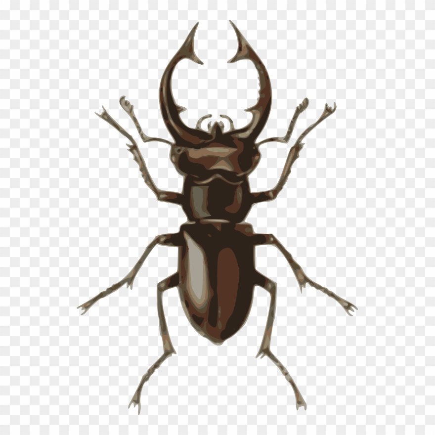 Medium Image - Stag Beetle Clipart - Png Download