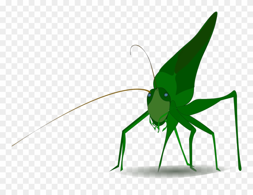 Insect Grasshopper Cricket Cartoon Drawing - Grasshopper Clipart - Png Download