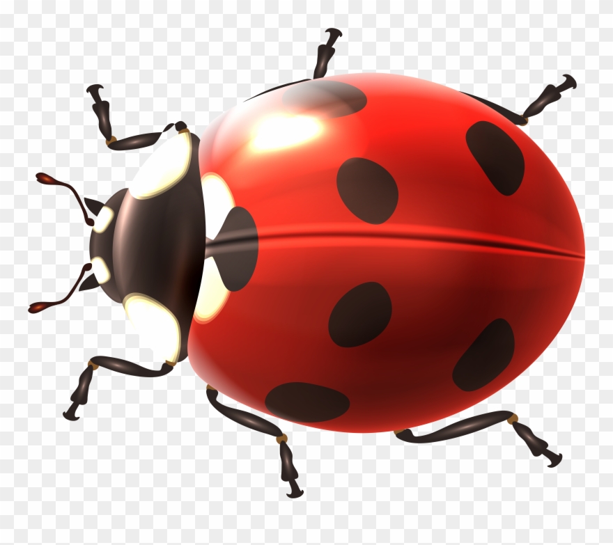 Beetle Clipart - Png Download