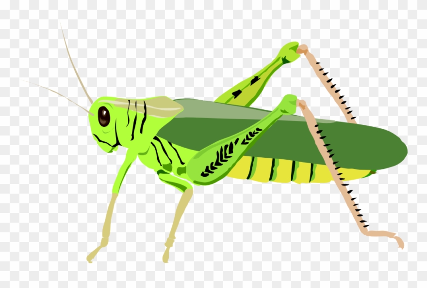 Clip Art Details - Grasshopper Clipart - Png Download