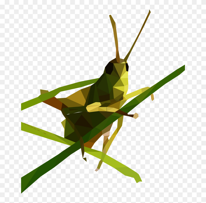 Insect Grasshopper Caelifera Locust Omocestus Viridulus - Grasshopper Poly Clipart