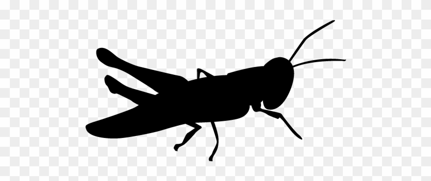 Grasshopper Vector Silhouette - Bible Clipart