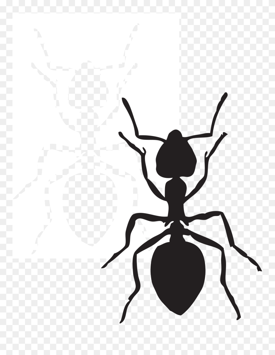 Black Carpenter Ant Insect Fire Ant Arthropod - Black Ant Clip Art - Png Download