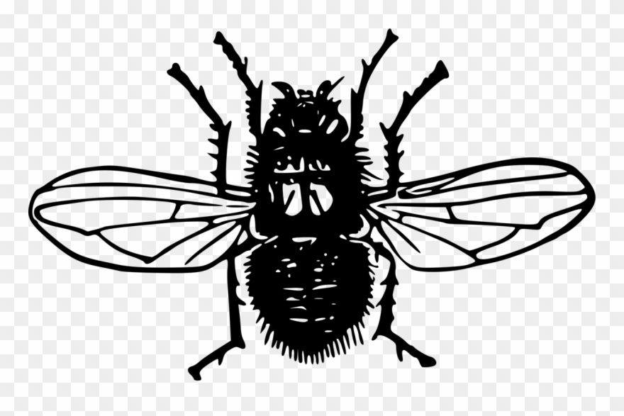 Insect Bald-faced Hornet Bee Wasp - Blowfly Transparent Clipart