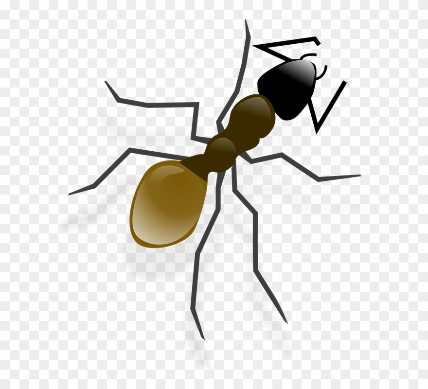 Ant Clip Art - Png Download